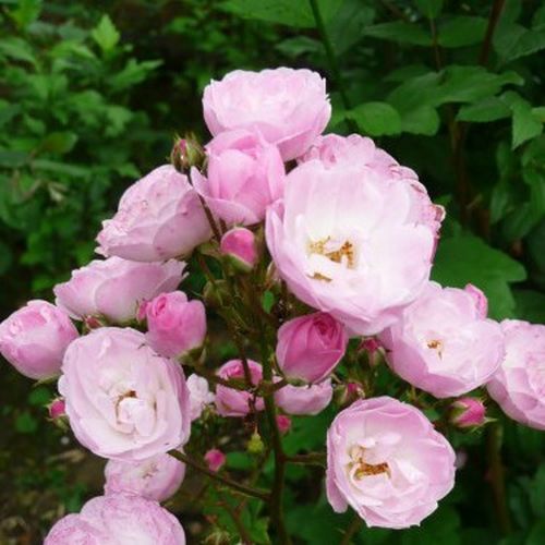 Rosa Heavenly Pink® - roz - Trandafir copac cu trunchi înalt - cu flori mărunți - coroană tufiș